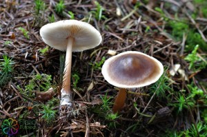 Collybia butyracea (1)